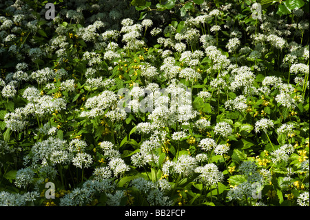 flowering flower Baerlauch Allium ursinum wood forest bear garlic food herb spice deciduous ground beargarlic bärlauch water gro Stock Photo
