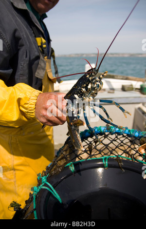 European wild lobster Stock Photo