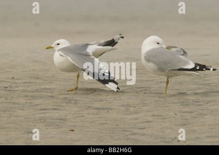 Common gulls Stock Photo