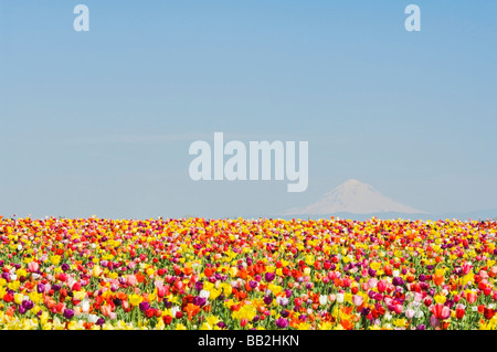 Mt. Hood and Tulips; Wooden Shoe Tulip Farm, Woodburn, Oregon, USA Stock Photo