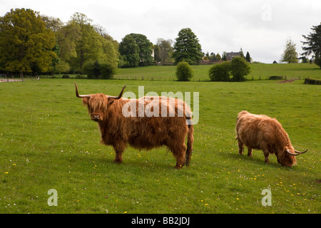 UK Gloucestershire Forest of Dean Coleford Puzzlewood highland cattle Stock Photo