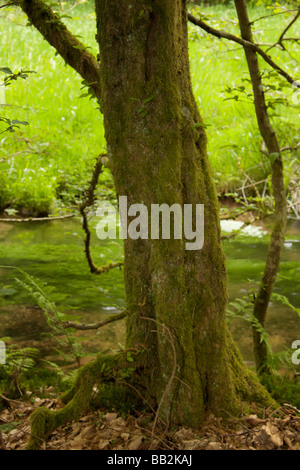 Old tree standing on a brook Stock Photo