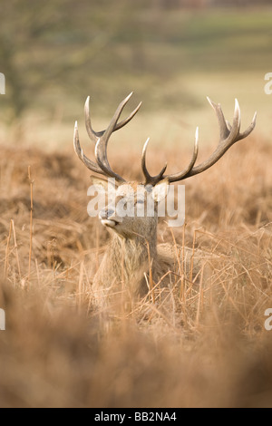 Deer stag in Richmond Deer Park Stock Photo