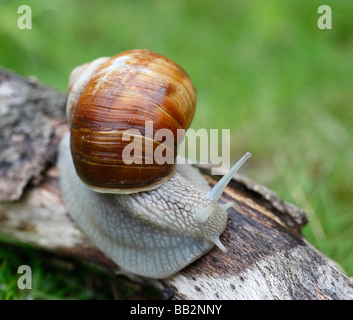 Roman Snail, Helix pomatia. North Downs, Surrey, England, UK. Stock Photo
