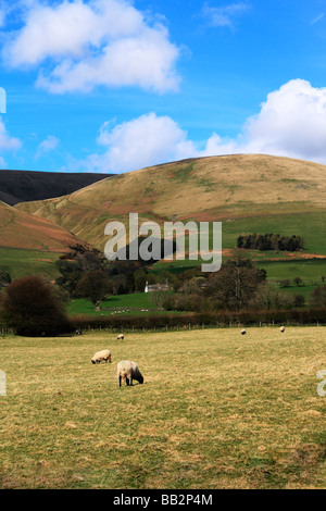 Sheep grazing below The Howgill Fells near Sedbergh in Cumbria