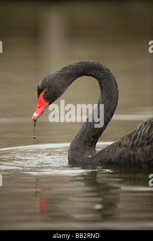 Black Swan on lake Stock Photo