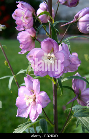 A stock of very lovely light purple delphinium flowers. Stock Photo