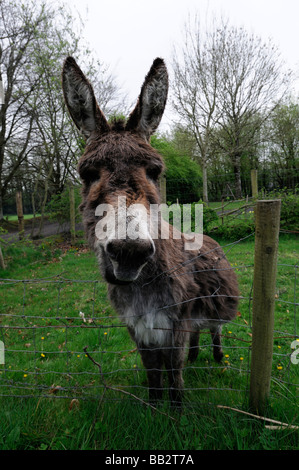 Portrait close up of a donkey donkey's head face looking at the camera watching watch curious nosey nosy Stock Photo