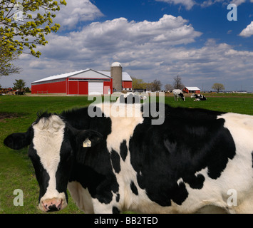 Staring Holstein dairy cow in a farm pasture with a large red barn Vaughan Ontario Stock Photo