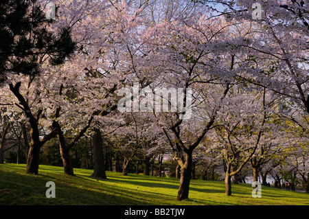 Springtime Japanese Cherry Blossom trees in High Park Toronto at sunrise Prunus serrulata Sakura Somei-Yoshino Stock Photo