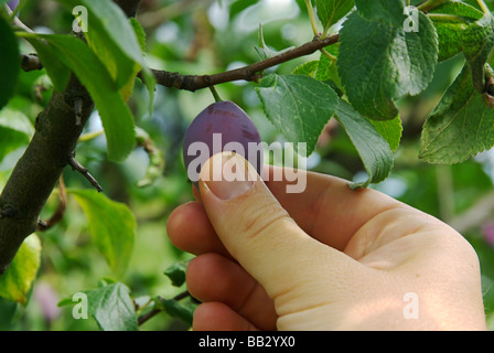 Pflaume ernten plum picking 02 Stock Photo