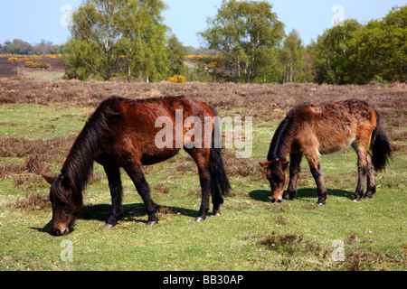 New Forest ponies grazing on heathland near the village of Burley Stock Photo