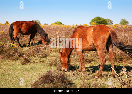 New Forest ponies grazing on heathland near the village of Brockenhurst Stock Photo