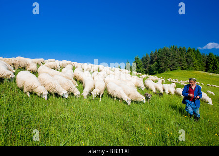 sheep herd with herdsman Mala Fatra Slovakia Stock Photo