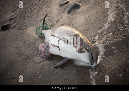 A dead Cardigan Bay  porpoise washed up on the beach at Aberystwyth Wales UK with rope tied around its tail Stock Photo