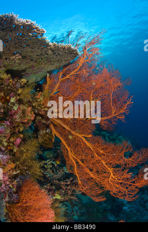 INDONESIA, South Sulawesi Province, Wakatobi Archipelago Marine Preserve. Sea Fan. Stock Photo