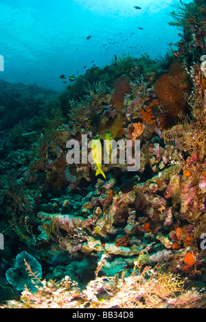 INDONESIA, South Sulawesi Province, Wakatobi Archipelago Marine Preserve. Goatfish. Stock Photo