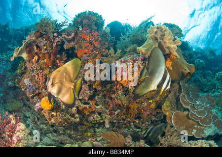 INDONESIA, South Sulawesi Province, Wakatobi Archipelago Marine Preserve. Orbicular Batfish Stock Photo