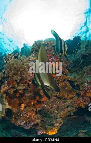 INDONESIA, South Sulawesi Province, Wakatobi Archipelago Marine Preserve. Orbicular Batfish Stock Photo