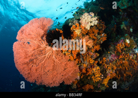 INDONESIA, South Sulawesi Province, Wakatobi Archipelago Marine Preserve. Sea fan. Stock Photo