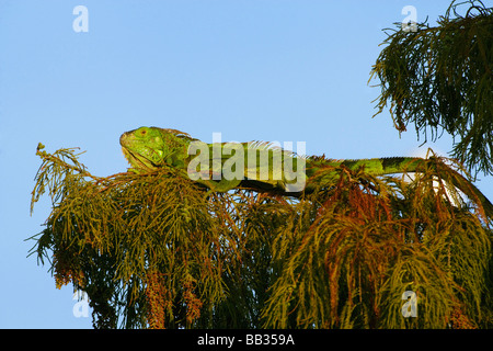 Escaped pet Green Iguana, Iguana iguana, lliving at Wakodahathcee Wetlands, Delray Beach, Florida Stock Photo