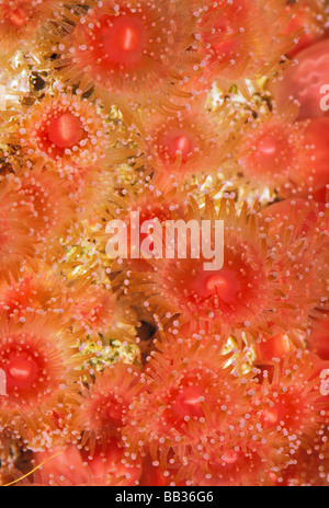Strawberry anemone, corynactis californica. Stock Photo