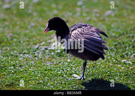 Water hen, standing on one leg Stock Photo