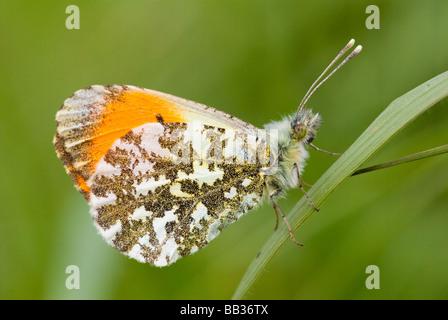 Orange Tip butterfly (male) Stock Photo