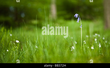 One lone bluebell. Macclesfield Forest, Macclesfield, Cheshire, United Kingdom. Stock Photo