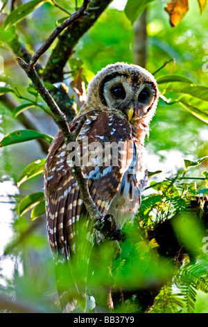 A fledgling barred owl is perched in a bald cypress tree within the Big Cypress National Preserve. Stock Photo