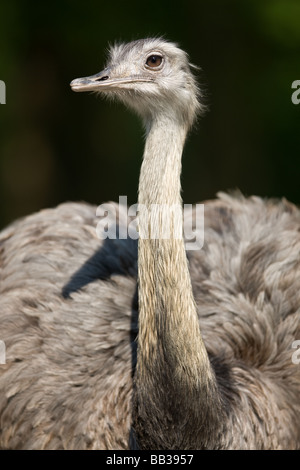 American Rhea or Common Rhea - Rhea americana Stock Photo