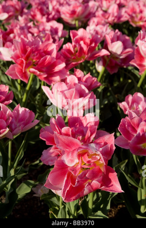 Tulipa 'Peach Blossom' - Double Early (div. 2) Stock Photo