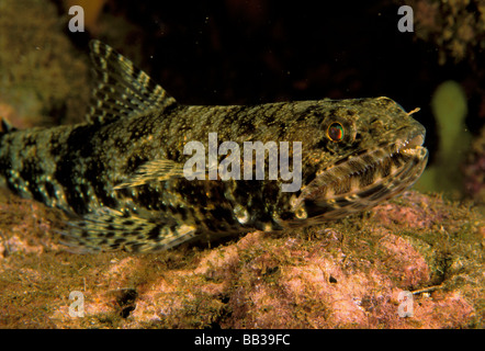 Graceful lizardfish. Stock Photo