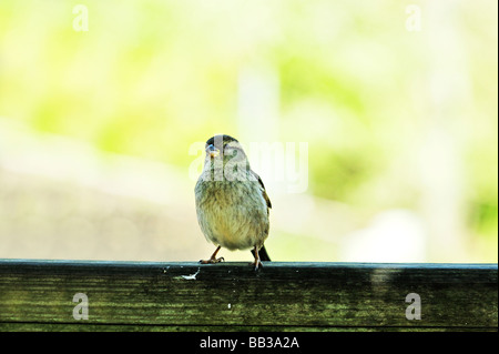 House Sparrow Stock Photo