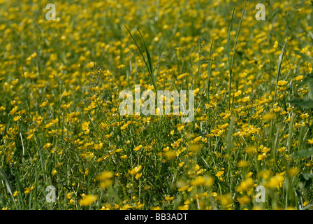 A dense field of blooming ranunculus flowers covers the entire frame ...