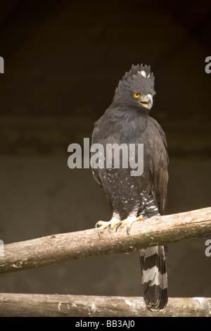 South America, Ecuador, Parque Condor, Black Hawk Eagle (Spizaetus tyrannus) at a reserve for rescued birds of prey near Otavalo Stock Photo