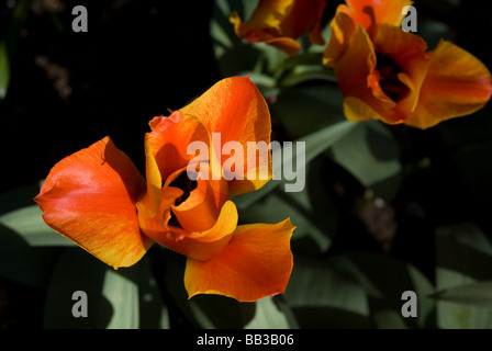 Tulipa 'Compostella' - Greigii (div. 14) Stock Photo