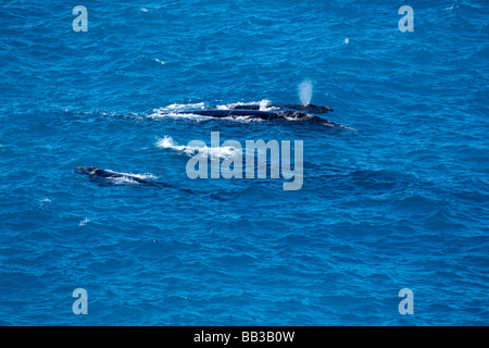 Mother and calf Southern Right Whale in the Great Australian Bight off the Nullabor Plan Stock Photo