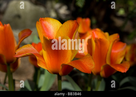 Tulipa 'Compostella' - Greigii (div. 14) Stock Photo