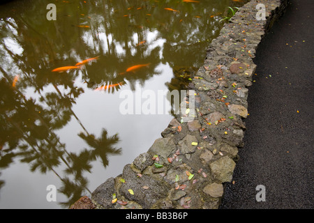 USA, Hawaii, Hilo, Hawaii Botanical Gardens, Koi Pond with Palm Trees reflected in water (RF) Stock Photo