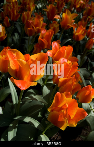 Tulipa 'Compostella' - Greigii (div. 14) Stock Photo