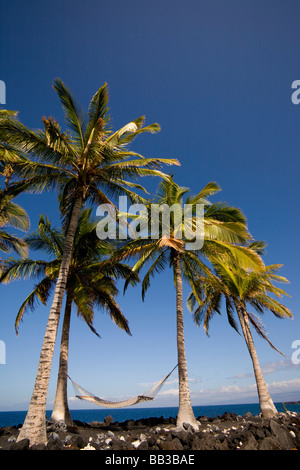 NA, USA, Hawaii, Big Island, Kona, Kona Village, Hammock Suspended Between Two Palm Trees along lava strewn shoreline Stock Photo
