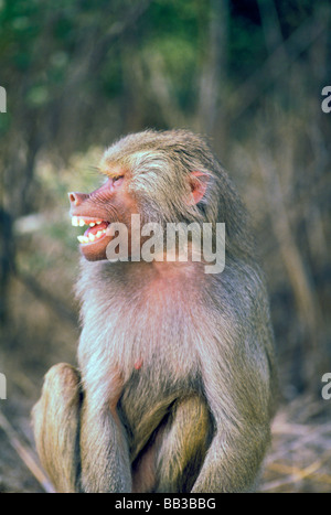 West Africa. Hamadryas baboon. Stock Photo