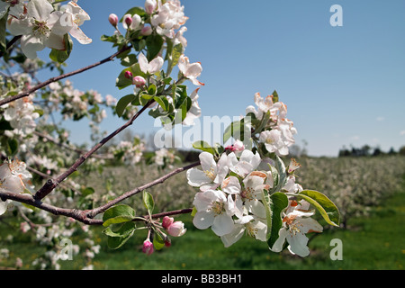 Apple blossoms in a Michigan Orchard Stock Photo