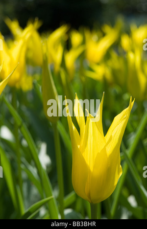 Tulipa 'West Point' - Lily Flowered (div. 6) Stock Photo