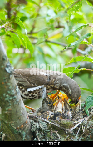 A Thrush Turdus ericetorum feeding four fledgling baby chicks in her nest in a cherry tree in Sussex Stock Photo