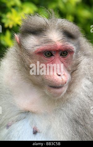 Portrait Of Face Of Bonnet Macaque Macaca radiata Taken at Periyar National Park, Kerala State, India Stock Photo