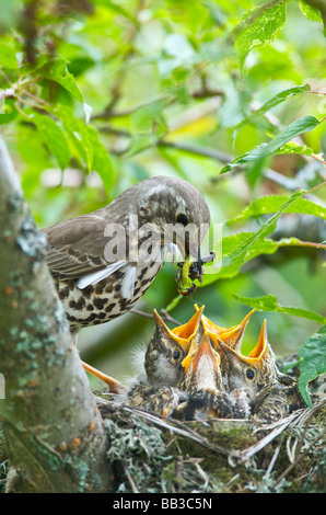 A Thrush Turdus ericetorum feeding four fledgling baby chicks in her nest in a cherry tree in Sussex Stock Photo