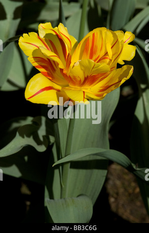 Tulipa 'Monsella' - Double Early (div. 2) Stock Photo