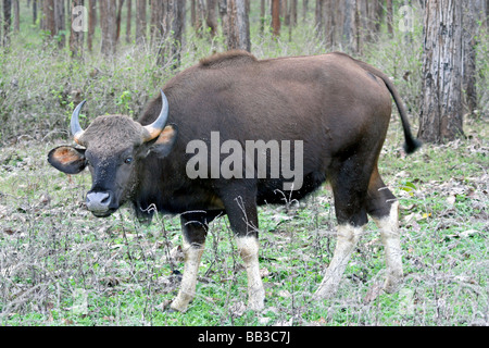 Indian Gaur Bos gaurus gaurus At Nagarhole NP, Karnataka State, India Stock Photo